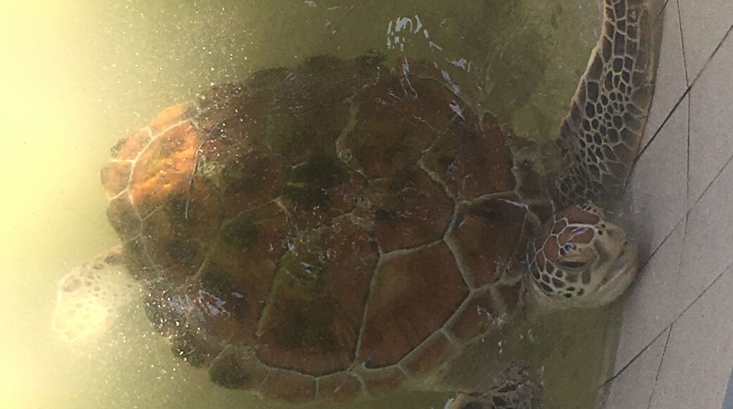 #ExpediaCares
Clean Water and Sanitation is not only meant for humans but for animals as well. The gentle creature in the photo was quite distressed as it was placed in pool which was poorly kept and not sanitized. The condition of the water in the pool was not conducive for turtle preservation.