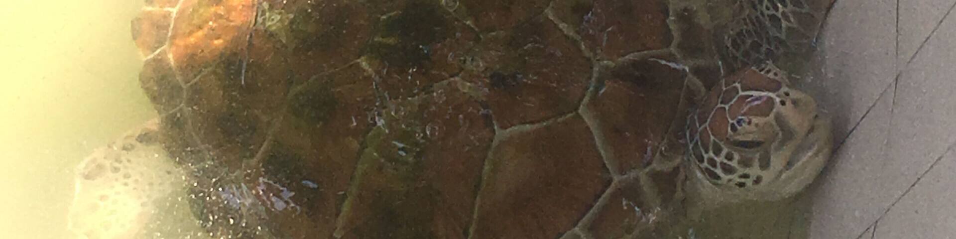 #ExpediaCares
Clean Water and Sanitation is not only meant for humans but for animals as well. The gentle creature in the photo was quite distressed as it was placed in pool which was poorly kept and not sanitized. The condition of the water in the pool was not conducive for turtle preservation.