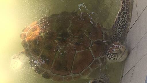 #ExpediaCares
Clean Water and Sanitation is not only meant for humans but for animals as well. The gentle creature in the photo was quite distressed as it was placed in pool which was poorly kept and not sanitized. The condition of the water in the pool was not conducive for turtle preservation.