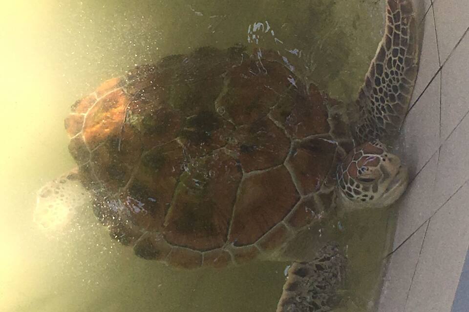 Een zeeschildpad zwemt in een zwembad.