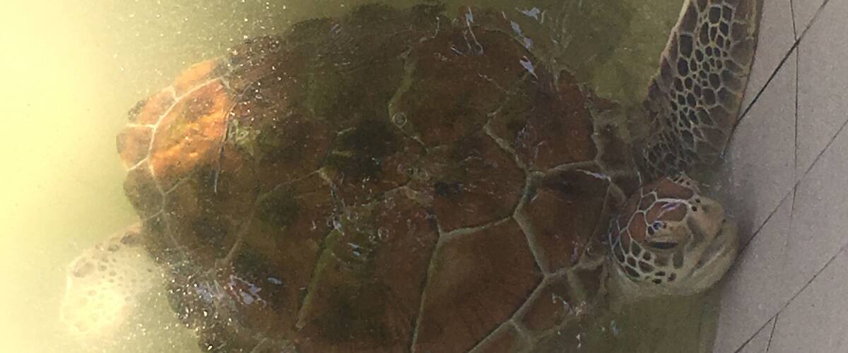 A sea turtle swimming in a pool.