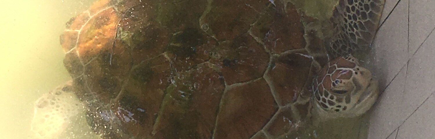 A sea turtle swimming in a pool.