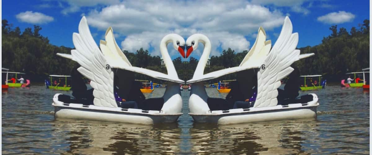 Swan boat