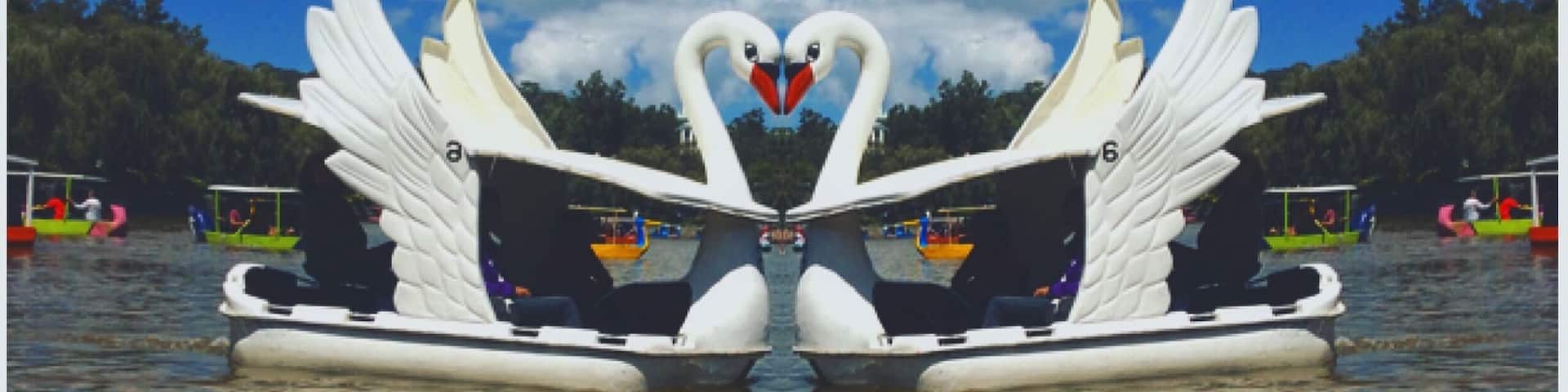 Swan boat