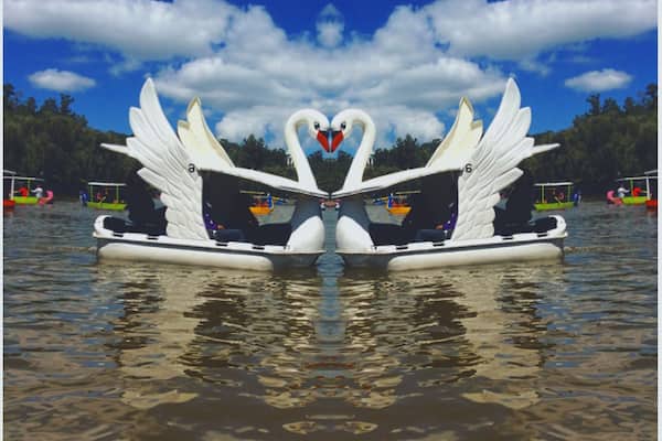 Swan boat