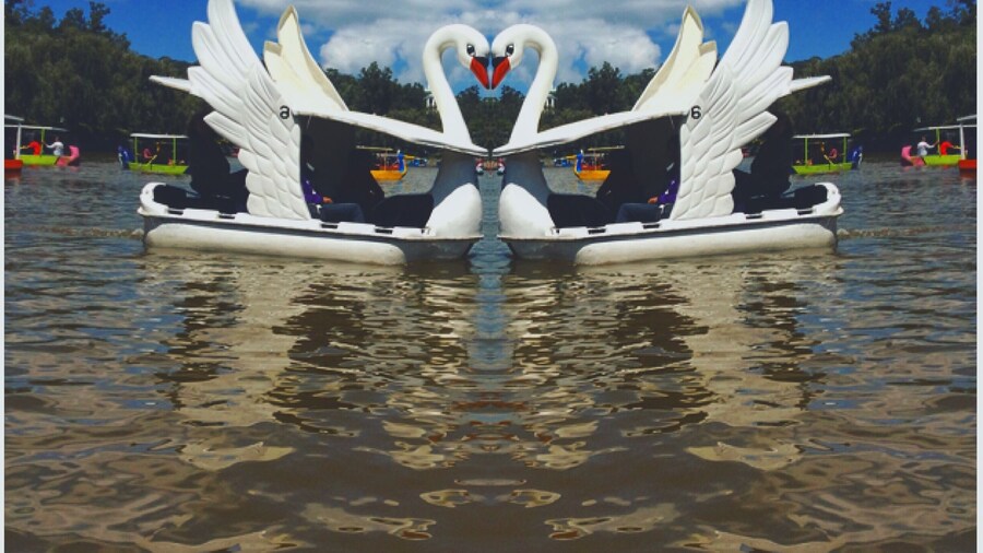 Swan boat