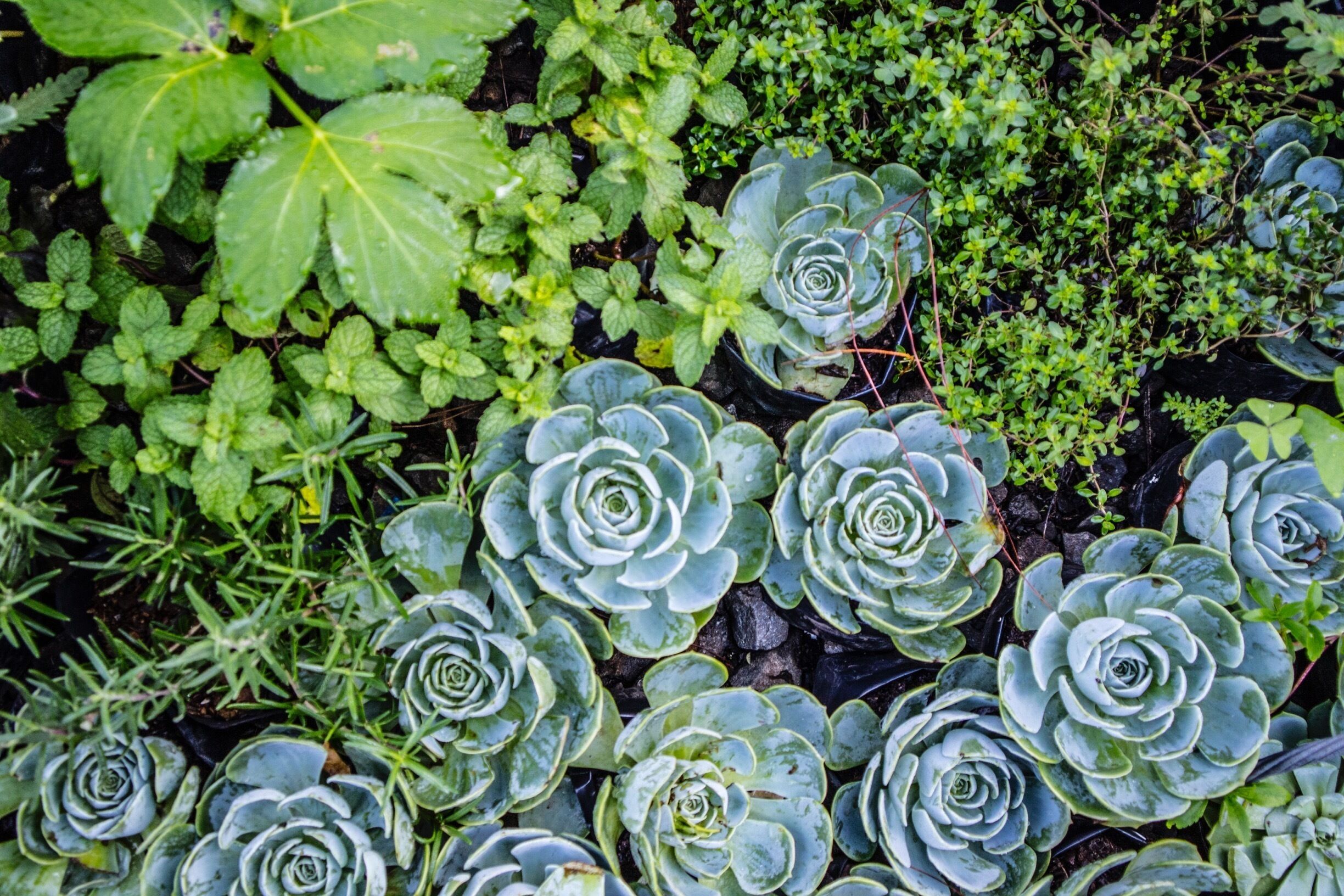 Succulent Everywhere 🌵