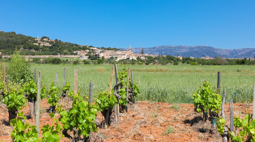 Viñedo en Mallorca, con el pueblo de Santa Eugenia al fondo. Pequeña plantación de vid para la elaboración de vino en la isla de Mallorca. Islas baleares, España.