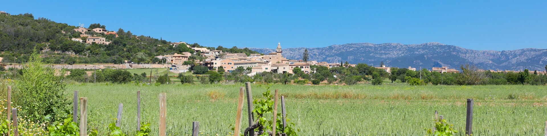 Viñedo en Mallorca, con el pueblo de Santa Eugenia al fondo. Pequeña plantación de vid para la elaboración de vino en la isla de Mallorca. Islas baleares, España.