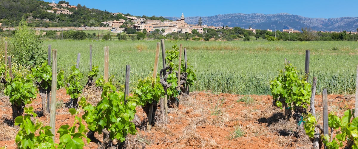 A vineyard with rows of grapevines, a distant town with buildings, and mountains in the background.