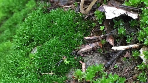 Beautiful place to hike this time of year. Lots of green and #mushrooms!