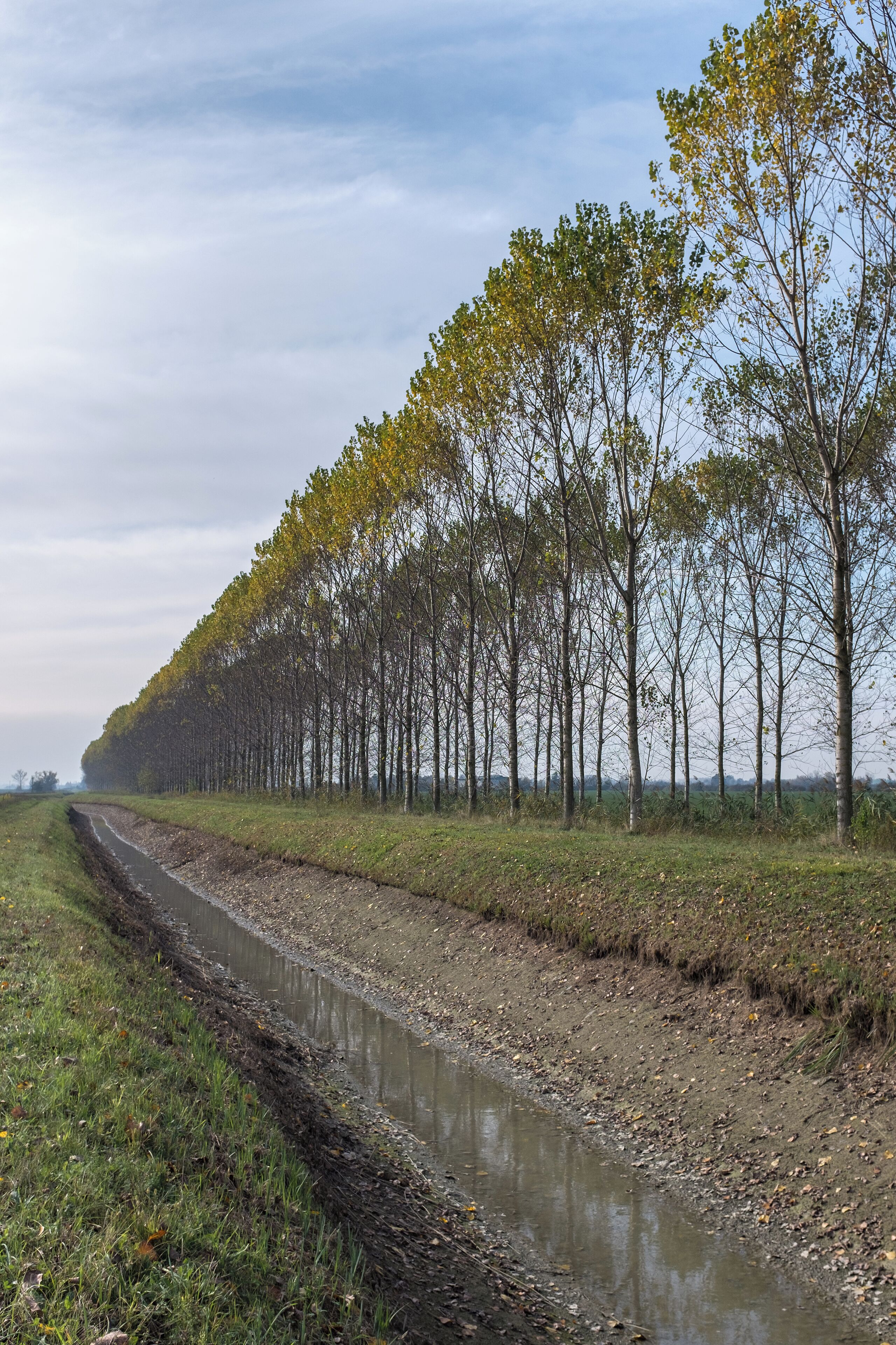 Pioppi - Sant'Agata Bolognese, Bologna, Italia