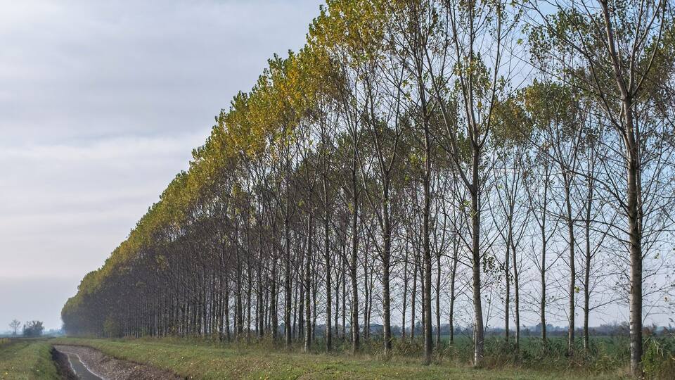 A muddy field with a water channel and a row of trees.