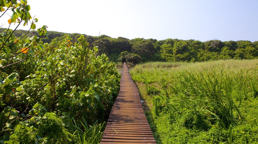 Umhlanga Lagoon Nature Trail bevat bos, een brug en landschappen