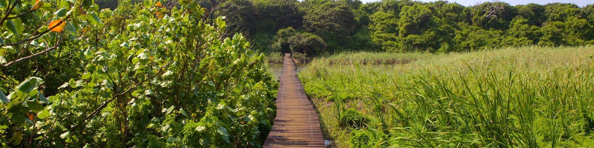 Umhlanga Lagoon Nature Trail que inclui uma ponte, cenas de floresta e paisagem