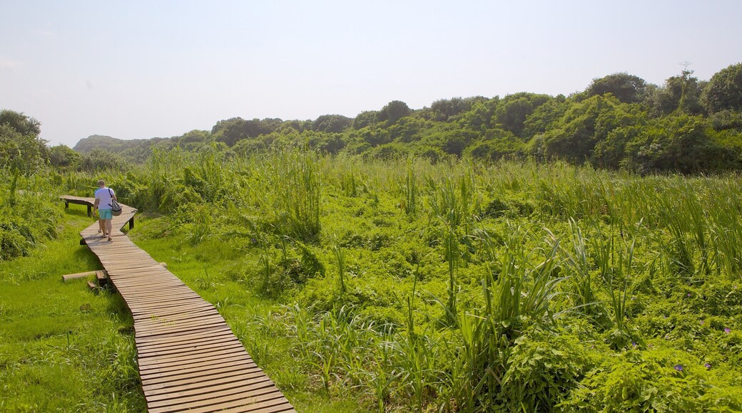 Umhlanga Lagoon Nature Trail which includes hiking or walking, forest scenes and a park