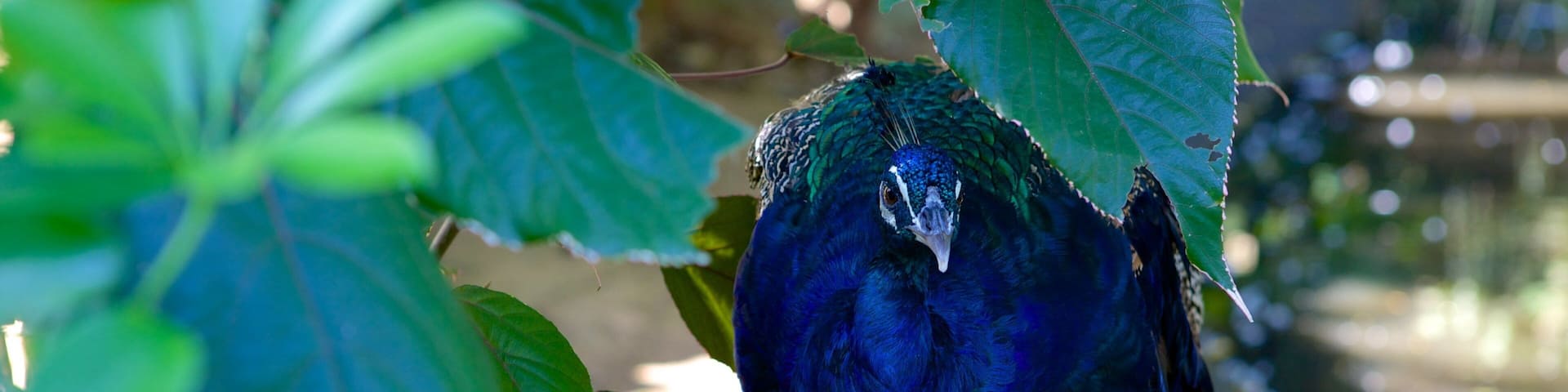 Umgeni River Bird Park showing bird life and zoo animals