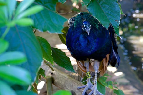 Umgeni River Bird Park welches beinhaltet Vögel und Zootiere