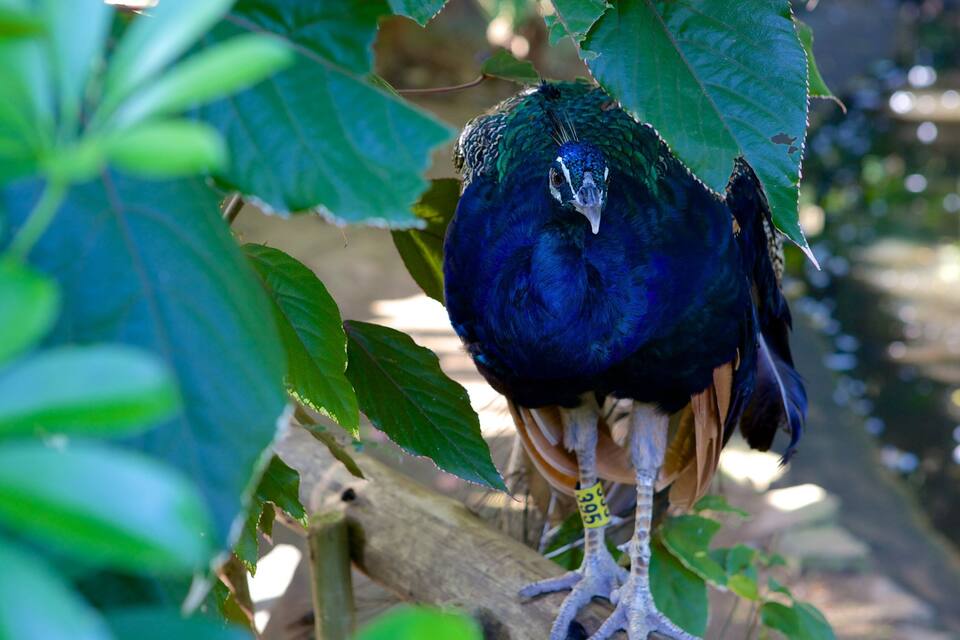 A peacock with a dark blue and green plumage perched on a branch surrounded by green leaves.