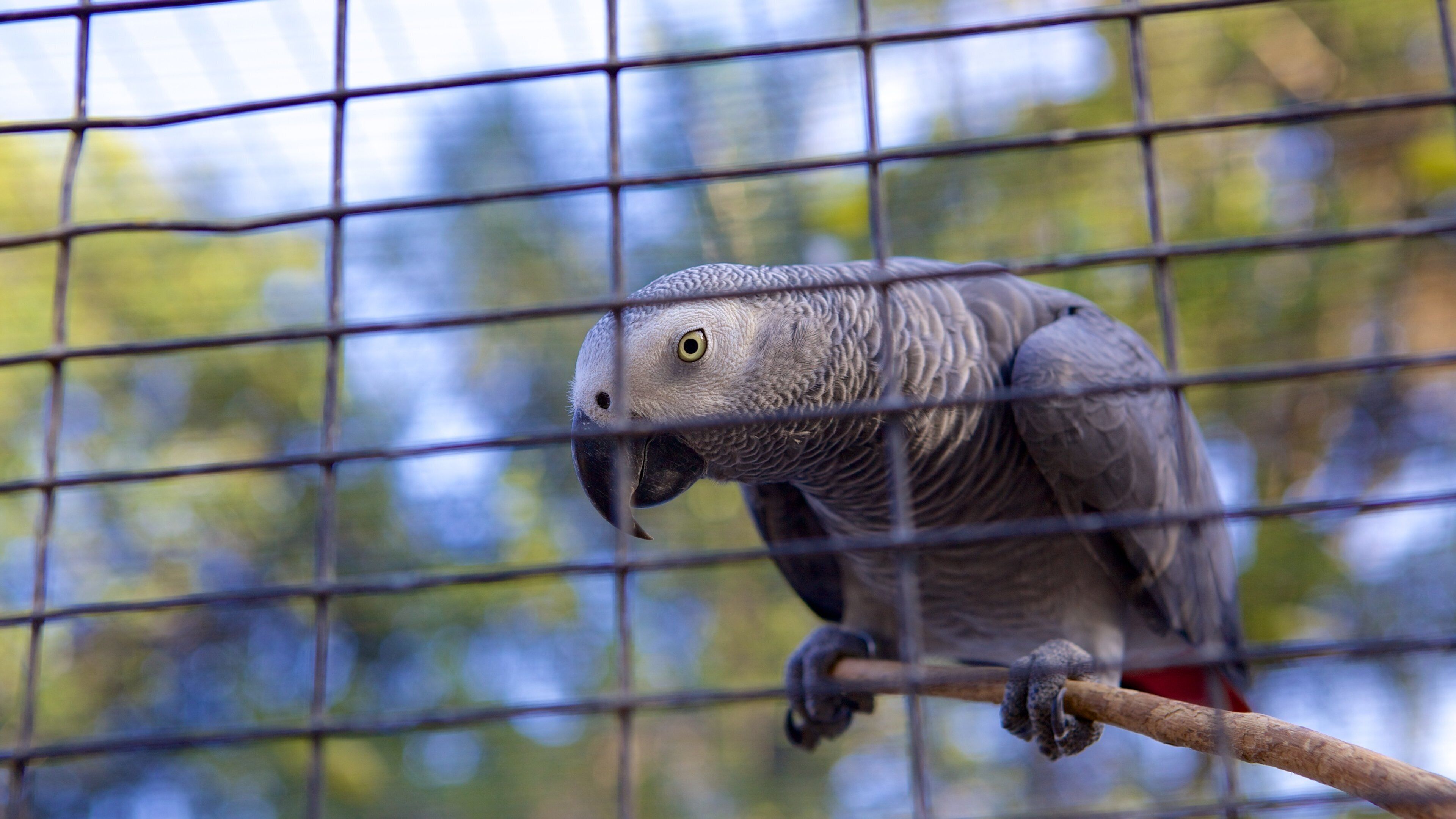 Parque zoológico de aves Umgeni River mostrando vida de las aves y animales del zoológico