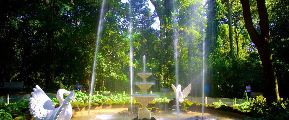 Jequitibas Forest featuring a fountain and a park