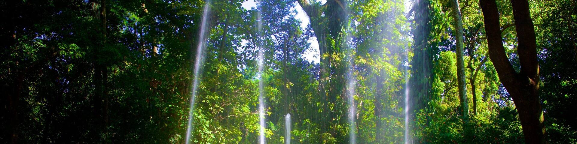 Jequitibas Wald welches beinhaltet Garten und Springbrunnen