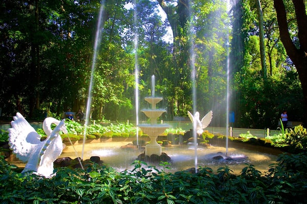 Jequitibas Forest featuring a fountain and a park