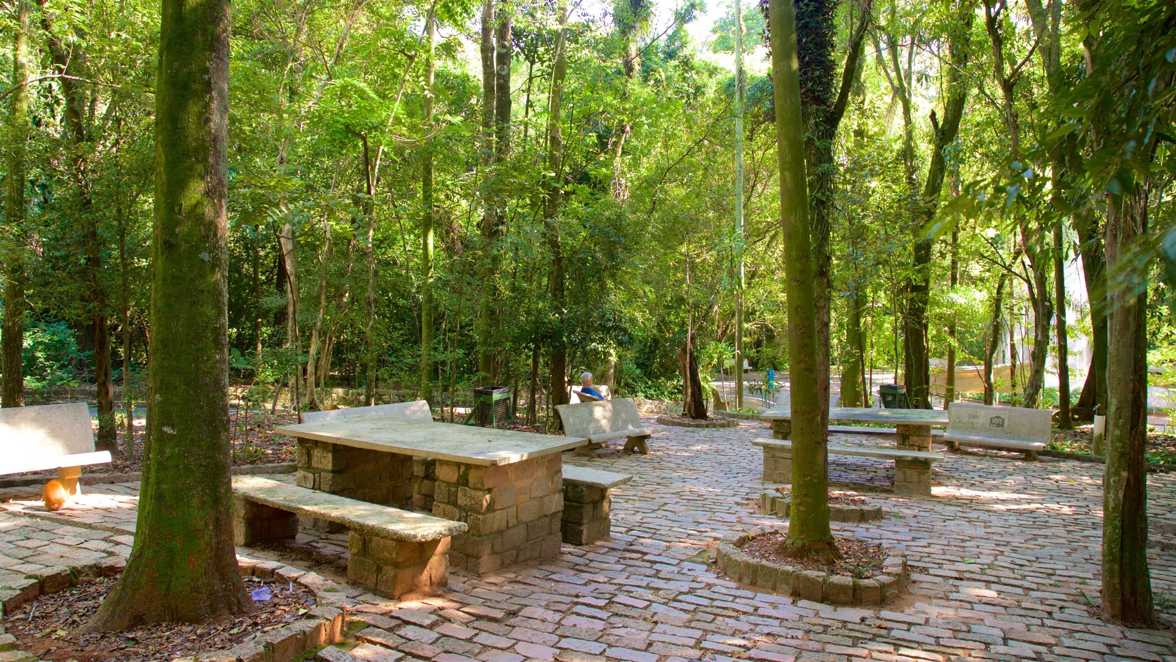 Bosque dos Jequitibas toont een park