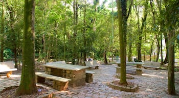 Foresta di Jequitibas caratteristiche di giardino