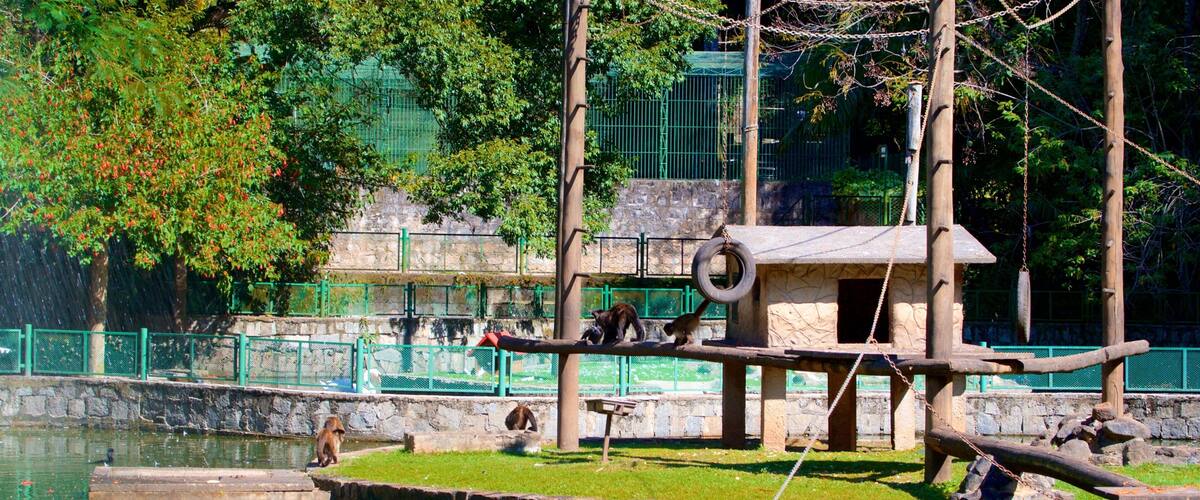 Jequitibas Forest which includes zoo animals and a pond