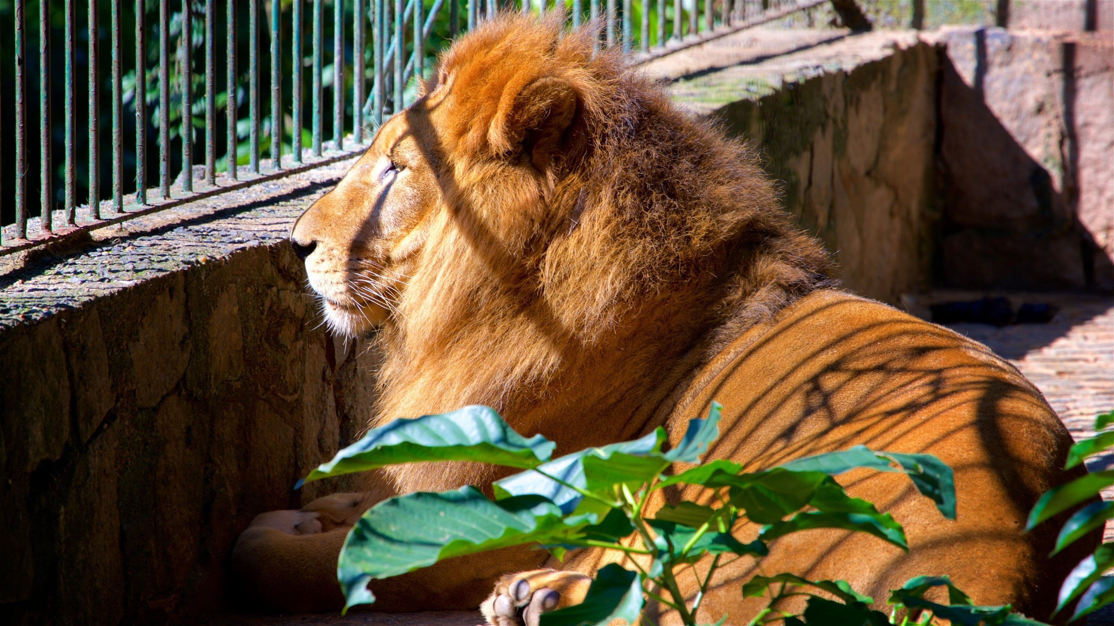 Jequitibas-skogen som inkluderer farlige dyr, landdyr og dyrehagedyr