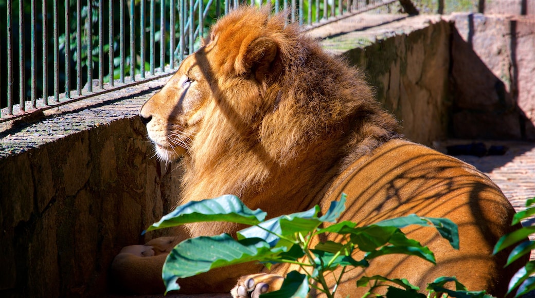 Jequitibas-skogen som inkluderer farlige dyr, landdyr og dyrehagedyr