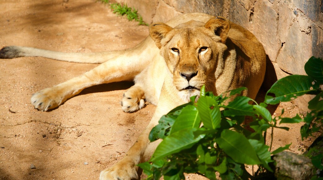 Parque Bosque dos JequitibĂĄs caracterizando animais terrestres, animais perigosos e animais de zoolĂłgico