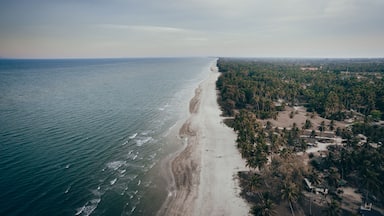 Vista aérea de una playa con una extensa franja de arena, palmeras y un área boscosa densa.