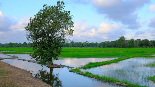Beautiful sunrise with an alone tree over the paddy field at Selising, Pasir Puteh, Kelantan, Malaysia. Noise is visible in large view due to low light condition.