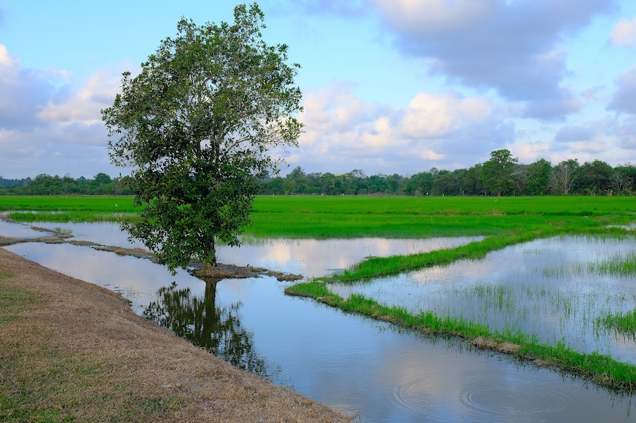 Beautiful sunrise with an alone tree over the paddy field at Selising, Pasir Puteh, Kelantan, Malaysia. Noise is visible in large view due to low light condition.