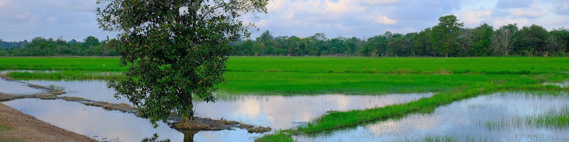 Beautiful sunrise with an alone tree over the paddy field at Selising, Pasir Puteh, Kelantan, Malaysia. Noise is visible in large view due to low light condition.