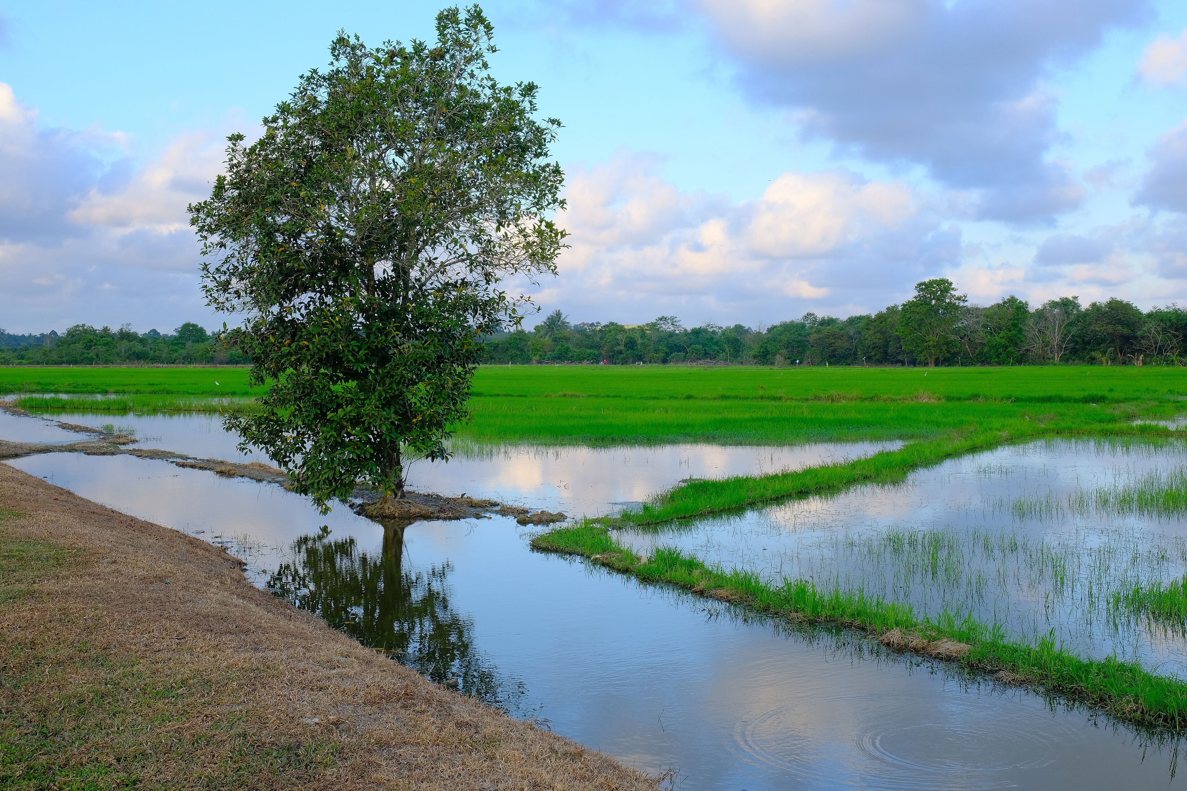 A tree in a rice paddy with a clear sky.
