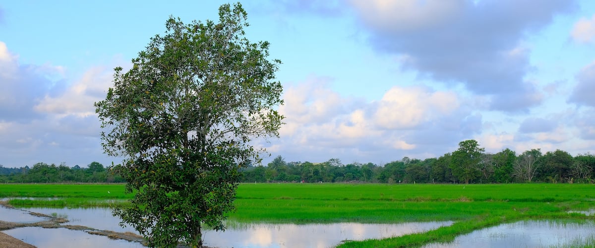 A tree in a rice paddy with a clear sky.