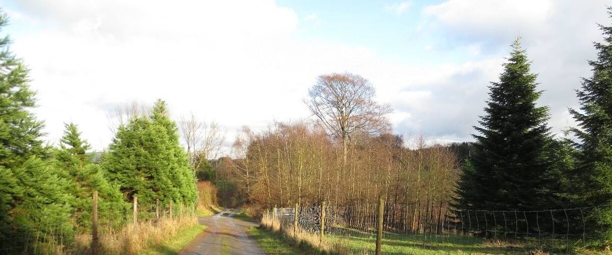 A rural dirt road flanked by trees and a fence.