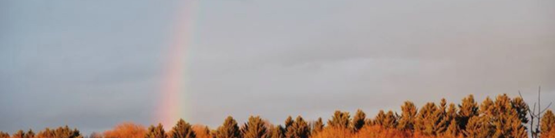 Un bosque con un arcoíris en el cielo.