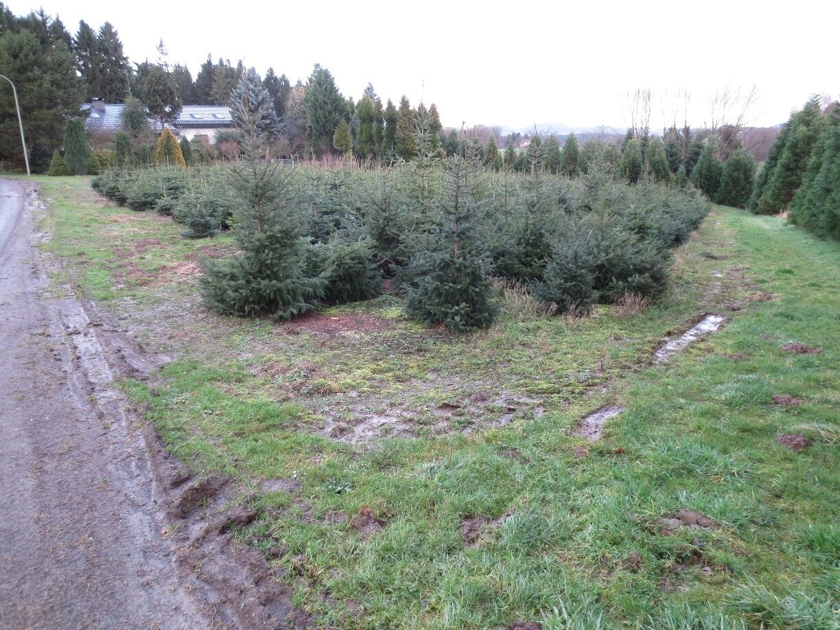 What's in this picture, you ask?

Why, they're Christmas Trees.

During my recent visit to Germany, I spent a couple of days in a village called Marialinden.  

One old man owns a significant amount of land around the village of Marialinden.  This old man has been growing Christmas trees in this area for decades.  This is a field of young Christmas trees.  