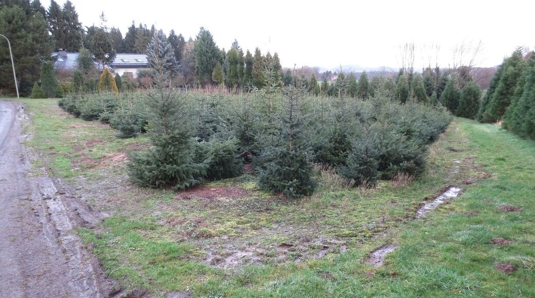 What's in this picture, you ask?
Why, they're Christmas Trees.
During my recent visit to Germany, I spent a couple of days in a village called Marialinden.
One old man owns a significant amount of land around the village of Marialinden. This old man has been growing Christmas trees in this area for decades. This is a field of young Christmas trees.