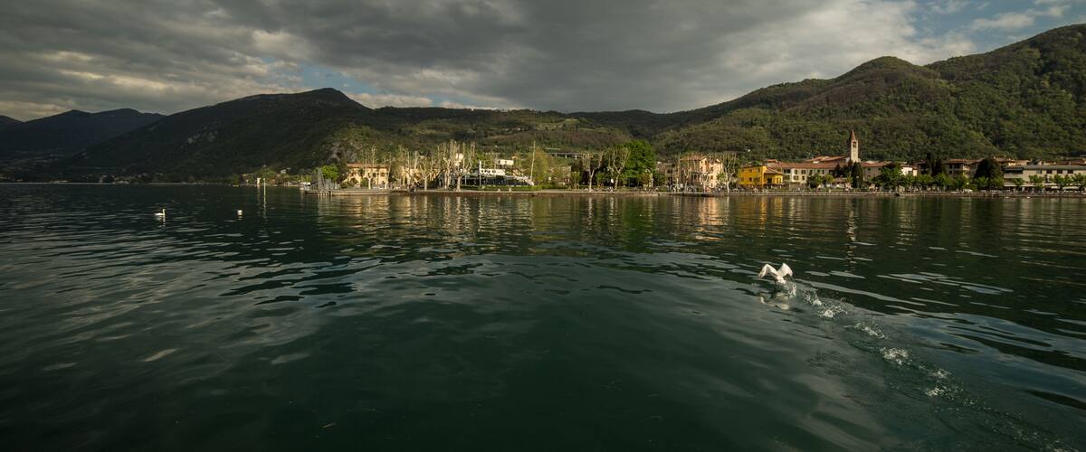 A lake with swans, a town with buildings, and mountains in the background.