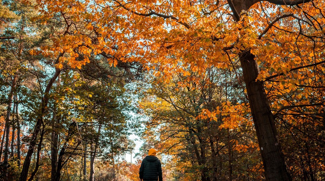 Beautiful Autumn walk in #MyBackyard