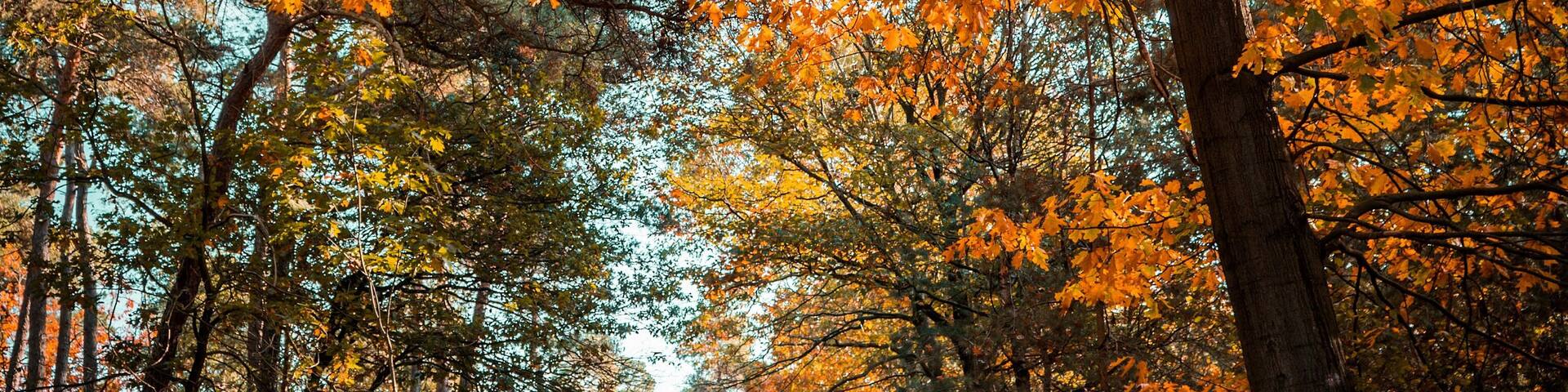 Beautiful Autumn walk in #MyBackyard