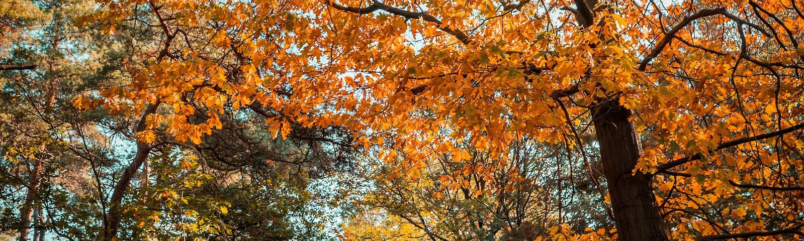 Beautiful Autumn walk in #MyBackyard
