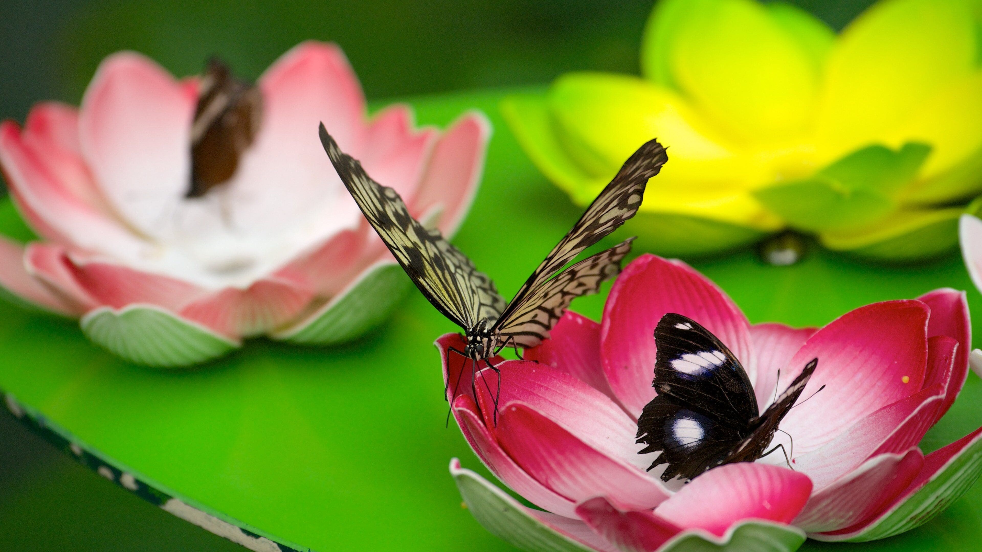 Butterfly Creek which includes animals and zoo animals