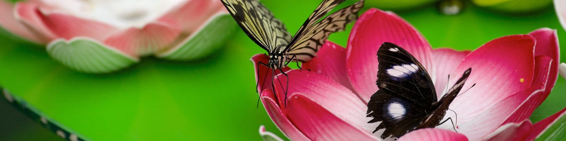 Butterfly Creek which includes animals and zoo animals