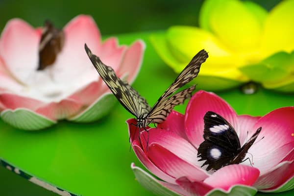 Butterfly Creek which includes animals and zoo animals